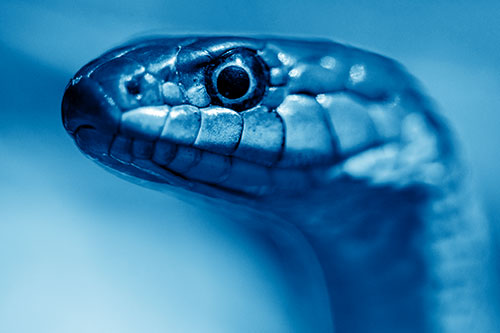 Alert Garter Snake Keeping Eye Out (Blue Shade Photo)
