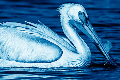 Beak Dipping Pelican Eying Across Lake Water (Blue Shade Photo)