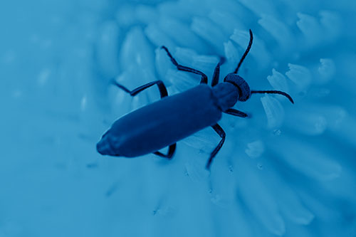 Crawling Oedemera Beetle Searching Atop Dandelion (Blue Shade Photo)