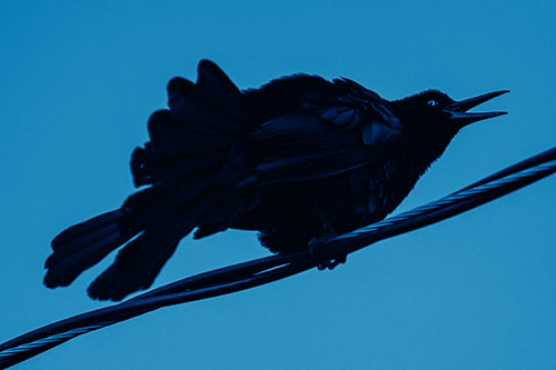 Crouching Great Tailed Grackle Squeaking Atop Cable (Blue Shade Photo)