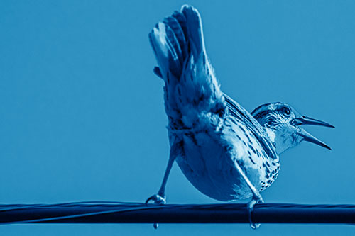 Crouching Western Meadowlark Singing Towards Sunlight (Blue Shade Photo)