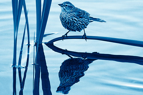 Female Red Winged Blackbird Casts Reflection Atop Bent Water Reed (Blue Shade Photo)