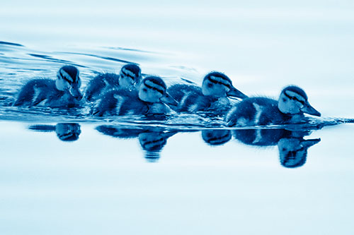 Five Baby Mallard Ducklings Swimming Across Lake Water (Blue Shade Photo)