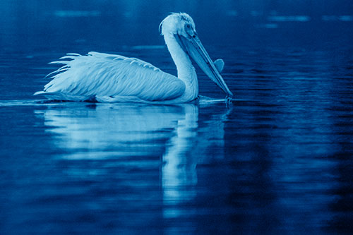 Floating Pelican Reflection Among Lake Water (Blue Shade Photo)