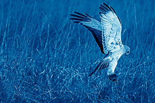 Flying Northern Harrier Marsh Hawk Captures Rodent (Blue Shade Photo)