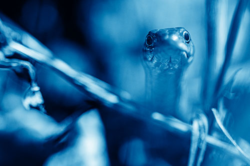 Garter Snake Peeking Head Above Sticks (Blue Shade Photo)
