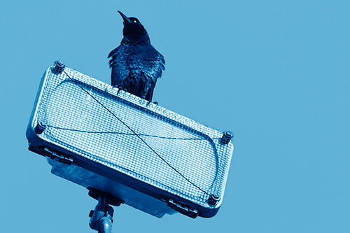 Great Tailed Grackle Keeping Watch Atop Light Pole (Blue Shade Photo)