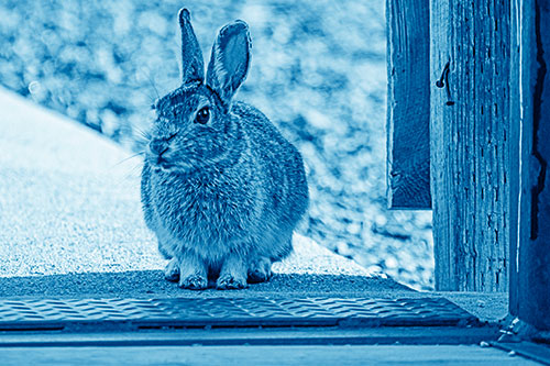 Hesitant Bunny Rabbit Considers Crossing Wooden Bridge (Blue Shade Photo)