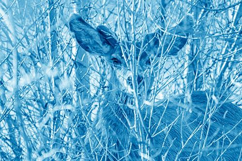 Hidden Mule Deer Watching Behind Tree Branches (Blue Shade Photo)