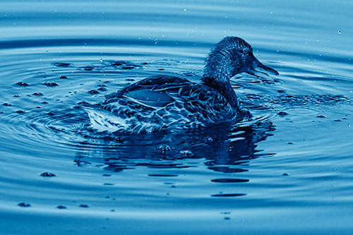 Joyful Water Splashing Mallard Duck Enjoying Calm Lake (Blue Shade Photo)