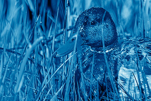 Male Mallard Duck Resting Among Reed Grass (Blue Shade Photo)