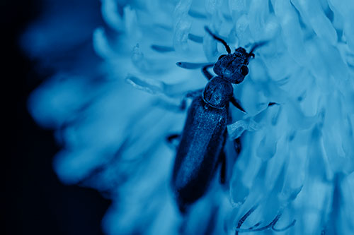 Oedemera Beetle Feasting Among Dandelion (Blue Shade Photo)
