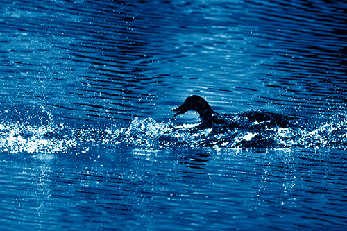 Playful Mallard Duck Gets Splashed Among Lake Horizon (Blue Shade Photo)