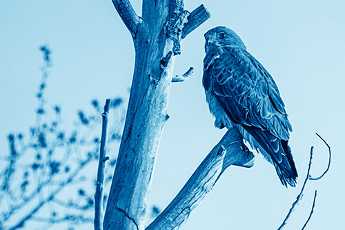Rough Legged Hawk Perched Atop Tree Branch (Blue Shade Photo)