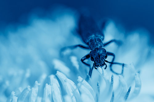 Snarling Oedemera Beetle Eating Dandelion Pollen (Blue Shade Photo)
