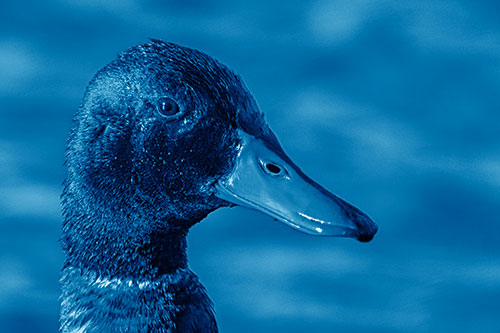 Soaked Male Mallard Duck Watching Among Lake (Blue Shade Photo)