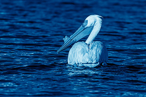 Swimming Pelican Glances Backwards Among Lake Water (Blue Shade Photo)