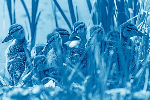 Ten Baby Mallard Ducklings Resting Among Reed Grass (Blue Shade Photo)