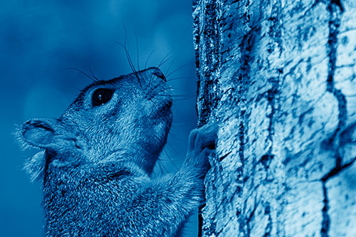 Tree Climbing Squirrel Gazing Upwards (Blue Shade Photo)