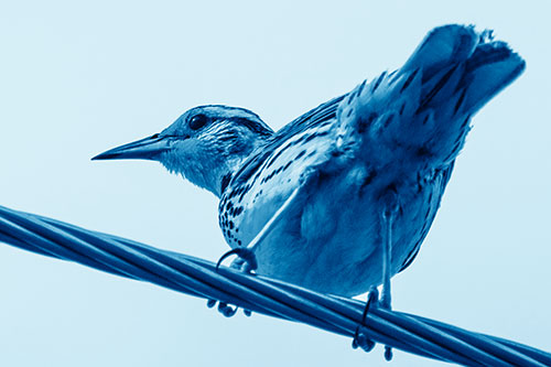 Western Meadowlark Keeping Watch Atop Powerline Wire (Blue Shade Photo)