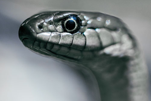 Alert Garter Snake Keeping Eye Out (Blue Tint Photo)