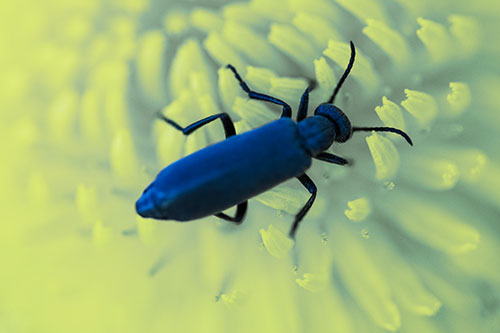 Crawling Oedemera Beetle Searching Atop Dandelion (Blue Tint Photo)