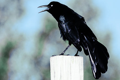 Croaking Great Tailed Grackle Perched Atop Wooden Post (Blue Tint Photo)