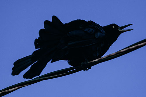 Crouching Great Tailed Grackle Squeaking Atop Cable (Blue Tint Photo)
