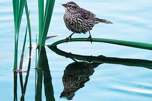 Female Red Winged Blackbird Casts Reflection Atop Bent Water Reed (Blue Tint Photo)