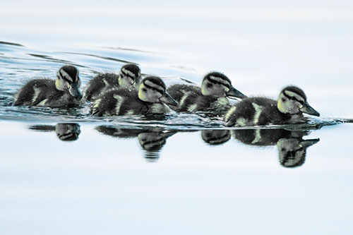 Five Baby Mallard Ducklings Swimming Across Lake Water (Blue Tint Photo)