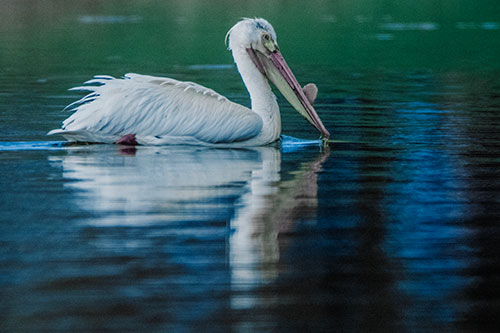 Floating Pelican Reflection Among Lake Water (Blue Tint Photo)