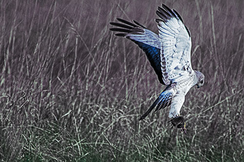 Flying Northern Harrier Marsh Hawk Captures Rodent (Blue Tint Photo)
