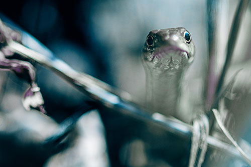 Garter Snake Peeking Head Above Sticks (Blue Tint Photo)