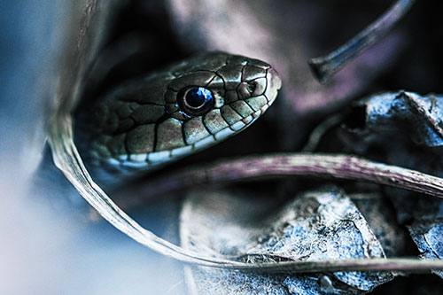 Garter Snake Peeking Out Dirt Tunnel (Blue Tint Photo)