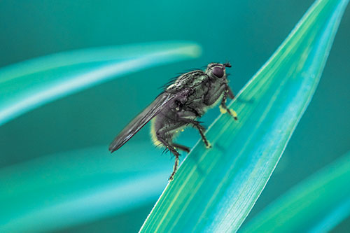 Golden Dung Fly Perched Along Sloping Fescue Grass Blade (Blue Tint Photo)