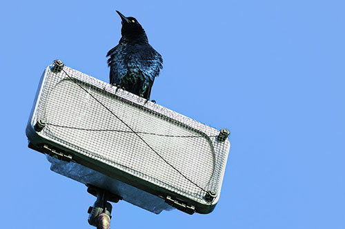Great Tailed Grackle Keeping Watch Atop Light Pole (Blue Tint Photo)
