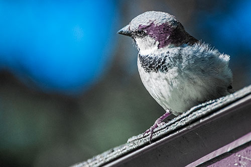 Head Tilting House Sparrow Perched Along Rooftop (Blue Tint Photo)