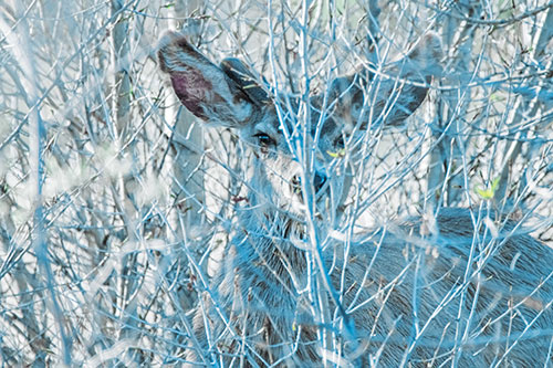 Hidden Mule Deer Watching Behind Tree Branches (Blue Tint Photo)
