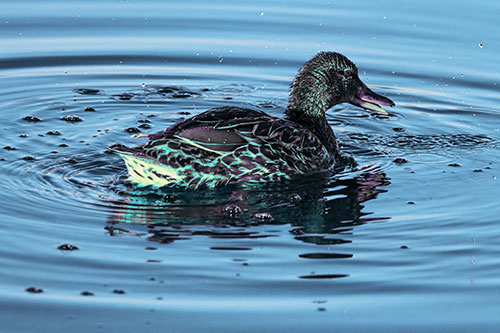 Joyful Water Splashing Mallard Duck Enjoying Calm Lake (Blue Tint Photo)