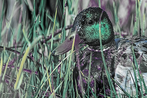 Male Mallard Duck Resting Among Reed Grass (Blue Tint Photo)