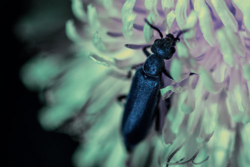 Oedemera Beetle Feasting Among Dandelion (Blue Tint Photo)