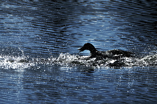 Playful Mallard Duck Gets Splashed Among Lake Horizon (Blue Tint Photo)