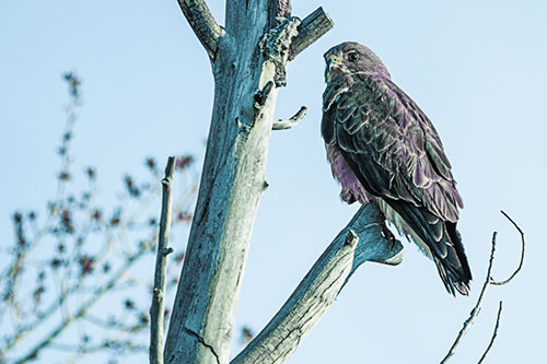 Rough Legged Hawk Perched Atop Tree Branch (Blue Tint Photo)