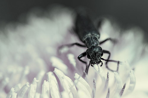 Snarling Oedemera Beetle Eating Dandelion Pollen (Blue Tint Photo)