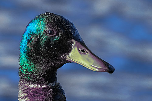 Soaked Male Mallard Duck Watching Among Lake (Blue Tint Photo)