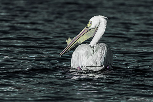 Swimming Pelican Glances Backwards Among Lake Water (Blue Tint Photo)
