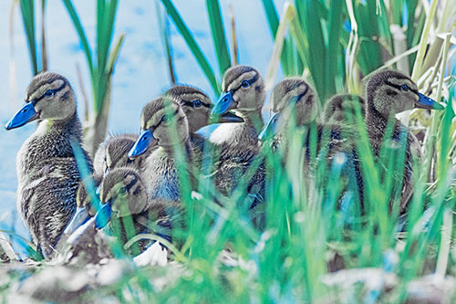 Ten Baby Mallard Ducklings Resting Among Reed Grass (Blue Tint Photo)