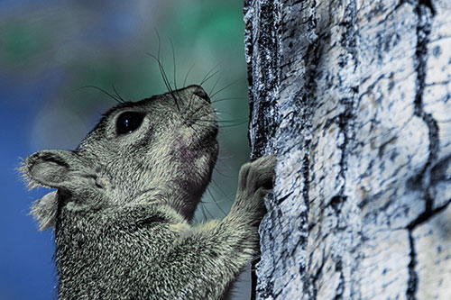 Tree Climbing Squirrel Gazing Upwards (Blue Tint Photo)