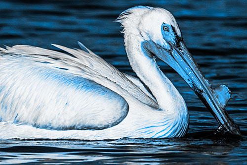 Beak Dipping Pelican Eying Across Lake Water (Blue Tone Photo)