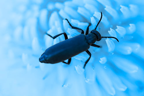 Crawling Oedemera Beetle Searching Atop Dandelion (Blue Tone Photo)